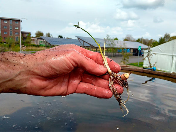 Oogst van Breed Pijlkruid